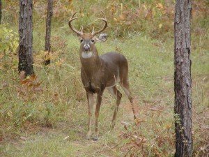 Dead Deer Removal Duluth GA