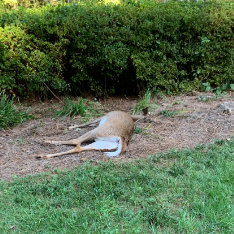 dead animal removal - dead deer